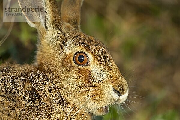 Europäischer Feldhase (Lepus europaeus) erwachsenes Tier Kopfporträt  Suffolk  England  Großbritannien  Europa