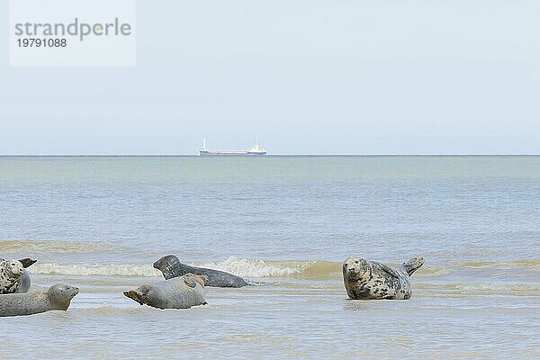 Ausgewachsene Kegelrobbe (Halichoerus grypus) beim Ausruhen in der Brandung mit einem Boot auf dem Meer im Hintergrund  Norfolk  England  Großbritannien  Europa