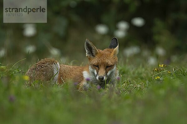 Rotfuchs (Vulpes vulpes)  erwachsenes Tier schlafend inmitten von Sommerblumen im Grasland  Essex  England  Großbritannien  Europa