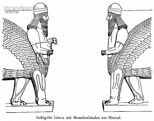Zwei geflügelte Löwen mit Menschenhänden aus Nimrud  Menschenkopf  gegenüber  Flügel  Federn  Bart  Relief  Schaf  hybrid