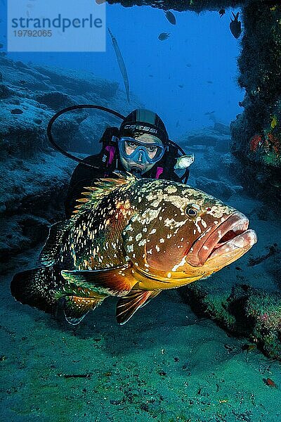 Großer Brauner Zackenbarsch (Epinephelus marginatus) schwimmt vor Taucherin durch felsiges Riff  Atlantik  Makaronesien-Archipel  Ostatlantik  Tauchplatz Großes Muränenriff  Fuerteventura  Kanarische Inseln  Spanien  Europa