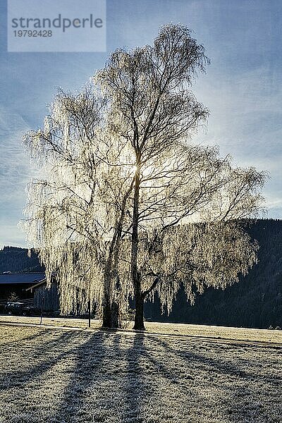 Gefrorener Baum  Eis  Gegenlicht  Hockeck  Bayern  Deutschland  Europa
