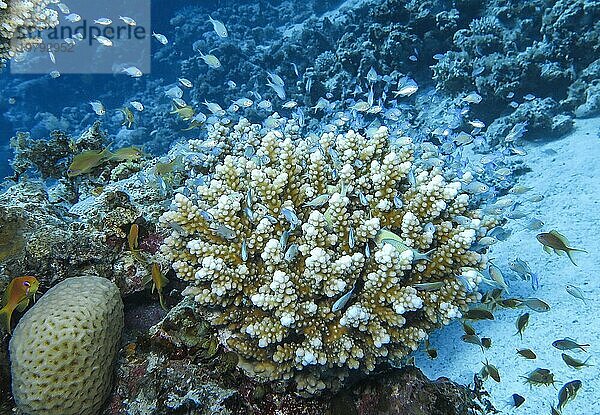 Geweihkoralle bietet Fischschwarm Schutz  Unterwasser-Foto  Tauchplatz The Canyon  Dahab  Golf von Akaba  Rotes Meer  Sinai  Ägypten  Afrika