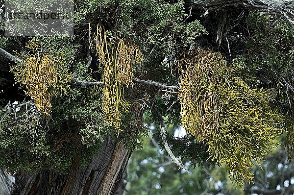 Wacholdermistel (Phoradendron juniperinum)  heimisch im Südwesten der Vereinigten Staaten und im Norden Mexikos