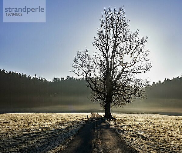 Baum  Nebel  Gegenlicht  Miesbach  Bayern  Deutschland  Europa