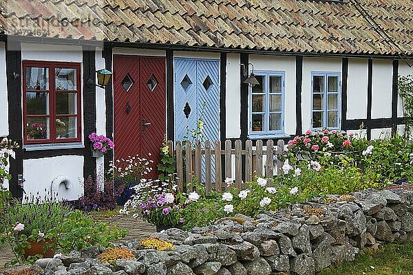 Alte  traditionelle Häuser mit Vorgärten im Sommer in Knäbäckshusen  Österlen  Skåne  Schonen  Schweden  Europa