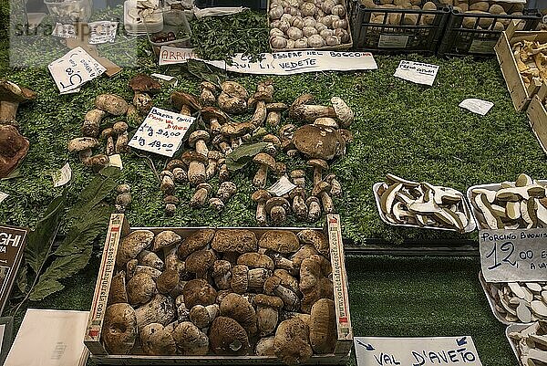 Frische Pilze an einem Stand in der großen Markthalle  Mercato Orientale  Via XX Settembre  75 r  Genua  Italien  Europa