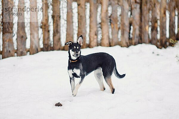 Verängstigter kleiner süßer Mischlingshund beim Spaziergang im Schnee in einem Hundeheim
