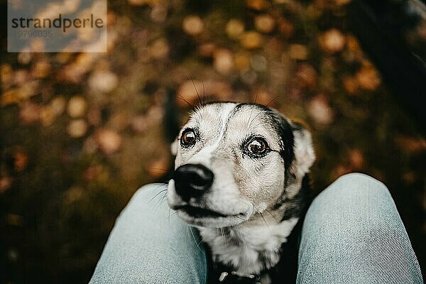 Niedlicher obdachloser Mischlingshund auf Herbstlaub mit Blick in die Kamera