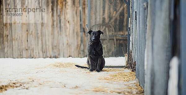 Niedlicher schwarzer obdachloser Mischlingshund schaut einsam und traurig in die Kamera in einem Tierheim für obdachlose Hunde