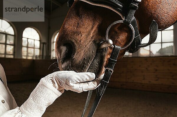 Bild einer Reiterhand in einem Handschuh. Der Jockey füttert das Pferd. Porträt in Nahaufnahme.