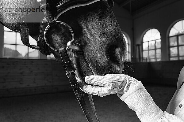 Bild einer Reiterhand in einem Handschuh. Der Jockey füttert das Pferd. Porträt in Nahaufnahme.