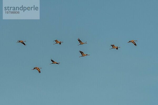 Dreiecksflug des Kranichs (Grus grus)  der im Herbst nach Süden zieht. Bas-Rhin  Elsass  Grand Est  Frankreich  Europa