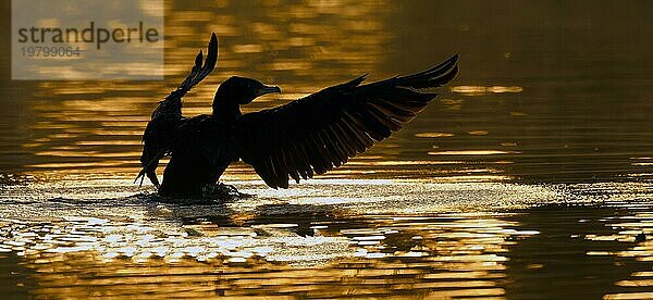 Kormoran (Phalacrocorax carbo) mit ausgebreiteten Flügeln  Silhouette  steht im Wasser  Oberbayern  Bayern  Deutschland  Europa