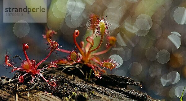 Sonnentau (Drosera) wächst auf vermorderndem Holz  intensives Bokeh  Nord-Finnland  Finnland  Europa