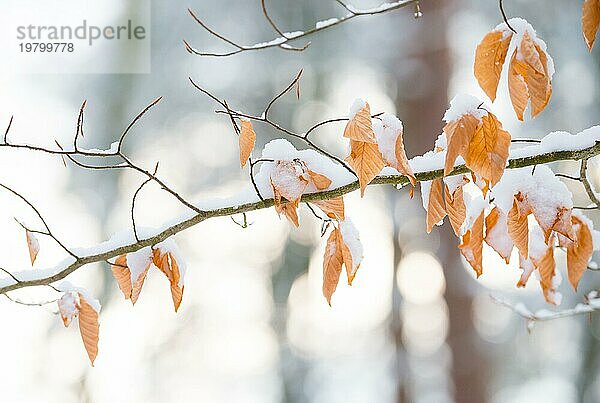 Zweige oder Äste einer Rotbuche oder Rot-Buche (Fagus sylvatica) im Winter  bedeckt mit Schnee  einzelne braune  trockene Blätter aus dem Herbst  spitze Knospen  Lichtflecke oder Bokeh im Hintergrund  Niedersachsen  Deutschland  Europa