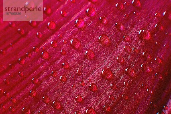Abstraktion Floral Makro Hintergrund. Wassertropfen Nahaufnahme auf rosa lila Farbverlauf Blume mit Kontrast Hintergrund. Platz für Text. flache Tiefenschärfe Abstraktion