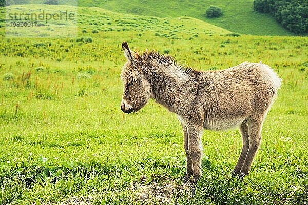 Porträt eines schönen  flauschigen Esels (Equus asinus)  inmitten einer grünen Wiese. An einem sonnigen Morgen