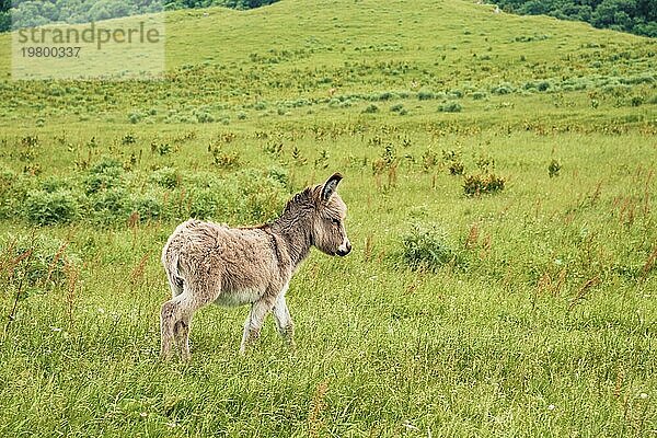 Porträt eines schönen  flauschigen Esels (Equus asinus)  inmitten einer grünen Wiese. An einem sonnigen Morgen