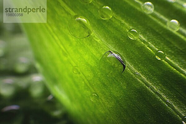 Nahaufnahme der Struktur eines grünen Blattes einer Pflanze mit Adern  die mit Feuchtigkeitstropfen bedeckt sind. Super Makro mit geringer Schärfentiefe