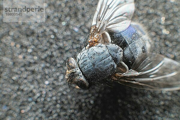 Extreme Nahaufnahme einer toten Fliege  die mit Staubpartikeln bedeckt ist. Geringe Tiefenschärfe tote Insekten