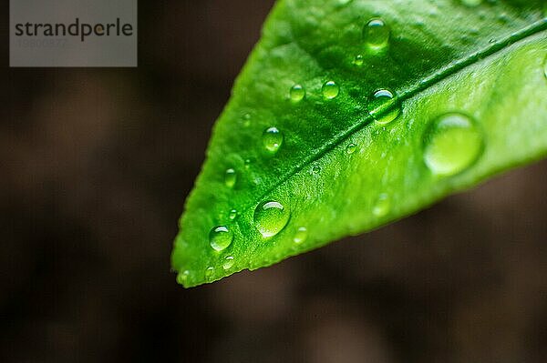 Ein runder Tropfen reinen  transparenten Wassers liegt auf einem grünen  saftigen Grasblatt. Nahaufnahme  Studioaufnahme