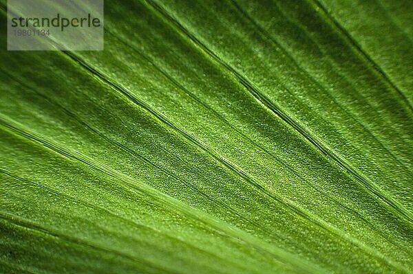 Nahaufnahme der Texturstruktur eines grünen Blattes im Makromodus. Geringe Tiefenschärfe abstrakter Hintergrund. botanischer Hintergrund