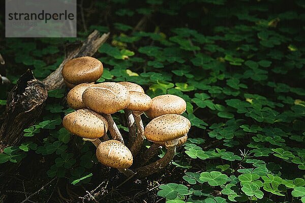 Nahaufnahme Essbare Pilze von Honigpilzen in einem Nadelwald. Gruppe von Pilzen in natürlicher Umgebung  die in einem Dickicht aus grünem Klee wachsen