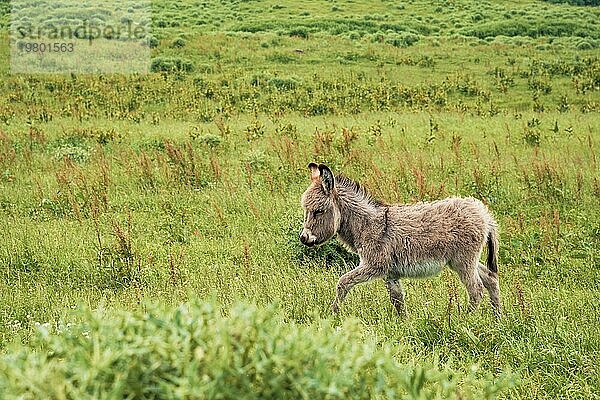 Porträt eines schönen  flauschigen Esels (Equus asinus)  inmitten einer grünen Wiese. An einem sonnigen Morgen