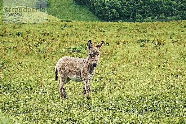 Porträt eines schönen  flauschigen Esels (Equus asinus)  inmitten einer grünen Wiese. An einem sonnigen Morgen