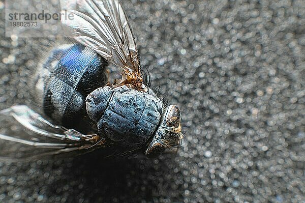 Extreme Nahaufnahme einer toten Fliege  die mit Staubpartikeln bedeckt ist. Geringe Tiefenschärfe tote Insekten