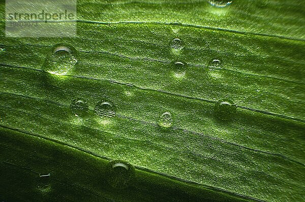 Extreme Nahaufnahme von frischen grünen Blättern mit Tautropfen als Hintergrund. Makrostruktur grünes Blatt Hintergrund mit Wassertropfen in geringer Schärfentiefe