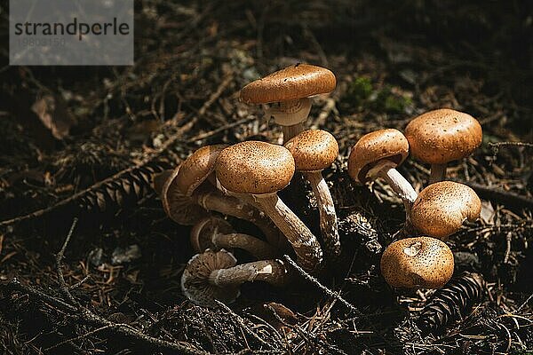Nahaufnahme Essbare Pilze von Honigpilzen in einem Nadelwald. Gruppe von Pilzen in der natürlichen Umgebung