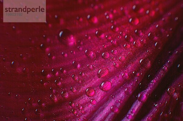 Abstraktion Floral Makro Hintergrund. Wassertropfen Nahaufnahme auf rosa lila Farbverlauf Blume mit Kontrast Hintergrund. Platz für Text. flache Tiefenschärfe Abstraktion