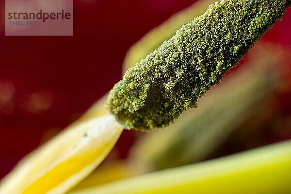 Extreme Makro in geringer Schärfentiefe Pollen wilde Tulpe Makro Nahaufnahme
