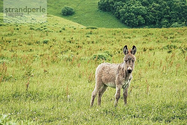 Porträt eines schönen  flauschigen Esels (Equus asinus)  inmitten einer grünen Wiese. An einem sonnigen Morgen