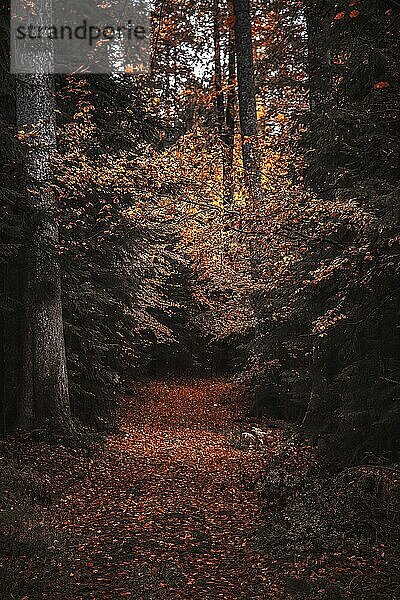Ein Weg durch einen herbstlichen Wald voller bunter Herbstblätter  ein Pfad mit herbstliche Stimmung im Wald
