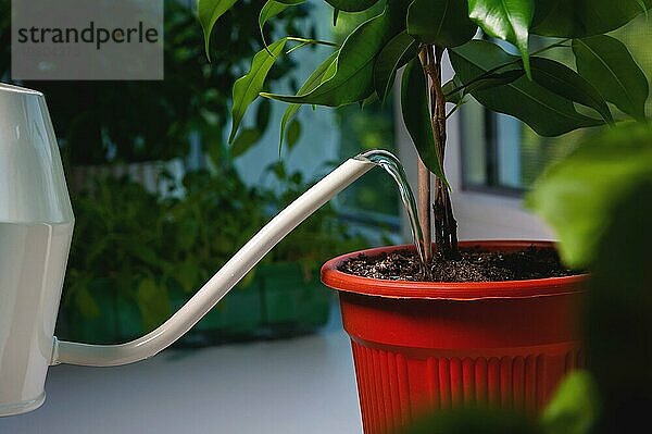 Close up Topf  Bewässerung grünes Haus Pflanze zu Hause oder im Büro  kümmern sich um Haus Blumen  gießen Flüssigkeit  bereichern trockenen Boden  Gartenarbeit Konzept