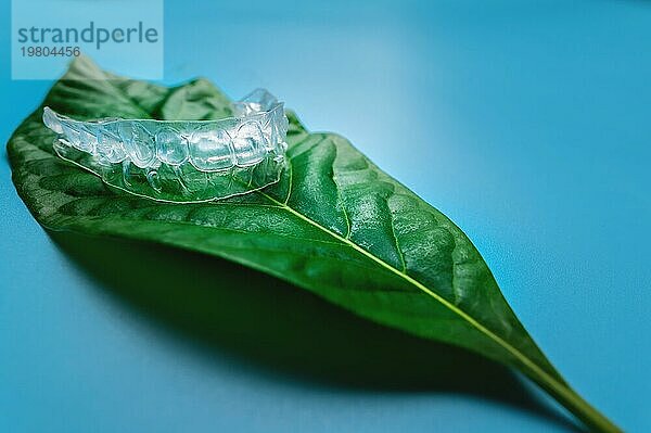 Unsichtbare Kunststoffklammern ein Stück liegen auf einem grünen Sukkulenten Blatt von einer Blume auf einem blaün Hintergrund  Studioaufnahme
