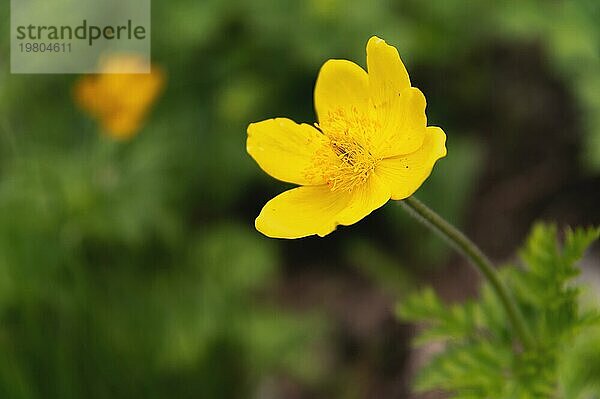 Schöne Berg gelbe kleine Blume auf einem grünen Hintergrund  allein im Feld  Nahaufnahme  Makrofotografie