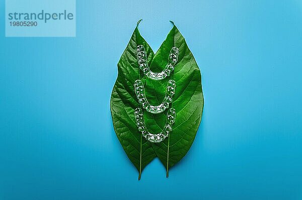 Unsichtbare Kunststoff Klammern drei Stücke liegen auf einem grünen Sukkulenten Blatt von einer Blume auf einem blaün Hintergrund  Studioaufnahme