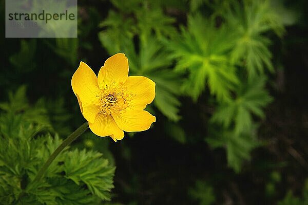 Schöne Berg gelbe kleine Blume auf einem grünen Hintergrund  allein im Feld  Nahaufnahme  Makrofotografie