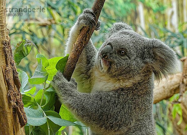 Tierporträt  Koala (Phascolarctos cinereus)  Beutelsäuger  captive  Verbreitung Osten Australiens