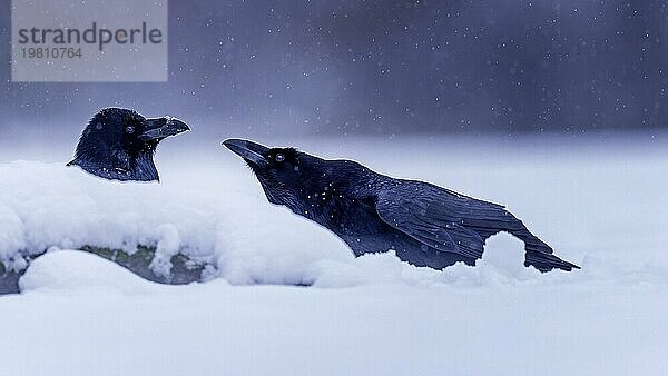 Kolkrabe (Corvus corax) Paar bei der Balz im Schnee  Paarung  Auenlandschaft  Auenwiesen  UNESCO Biosphärenreservat Flusslandschaft Elbe  Sachsen-Anhalt  Deutschland  Europa