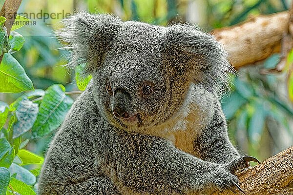 Tierporträt  Koala (Phascolarctos cinereus)  Beutelsäuger  captive  Verbreitung Osten Australiens