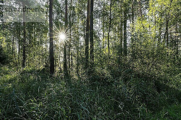 Mischwald  Sonnenstern  Naturschutzgebiet Barnbruch Wald  Niedersachsen  Deutschland  Europa