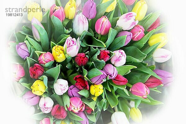 Frühlingsblumen  Draufsicht auf einen Strauß frischer mehrfarbiger Tulpen