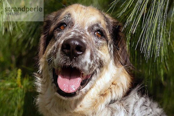 Großer flauschiger Mischlingshund Porträt Nahaufnahme  Tannenbaum Hintergrund