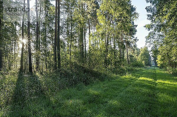 Waldweg  Mischwald  Sonnenstern  Naturschutzgebiet Barnbruch Wald  Niedersachsen  Deutschland  Europa