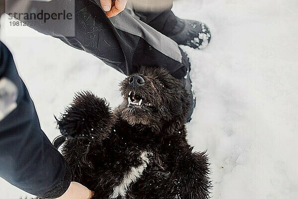 Bouvier de Flandres Schäferhund spielt und vergnügt sich im Schnee mit einem Mann in einem Tierheim für streunende Hunde